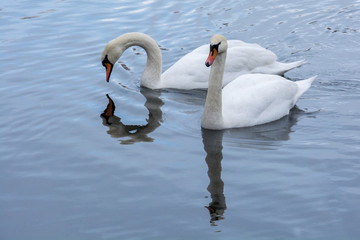 Para łabędzi © Mariusz Sowula