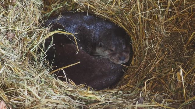 Otter sleping in a manmade holt