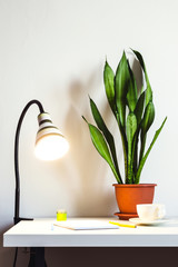 Luminous striped and houseplant Sansevieria on the desk. White wall for mock up