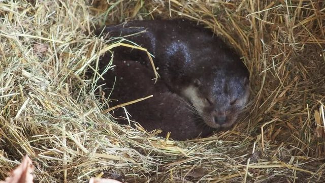 Otter sleping in a manmade holt
