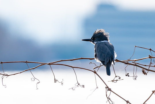 Belted kingfisher portrait