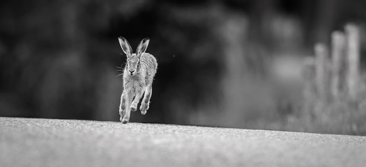 Hare