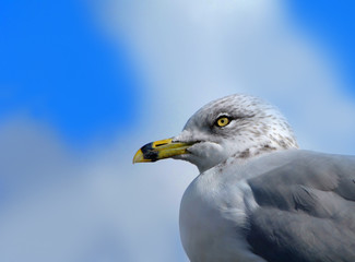 Corner Photo of Seagull