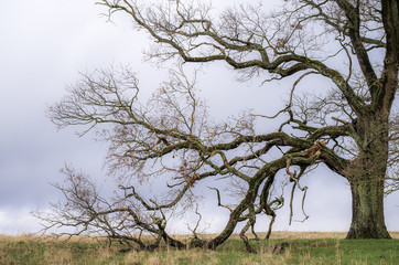 Eiche im Feld