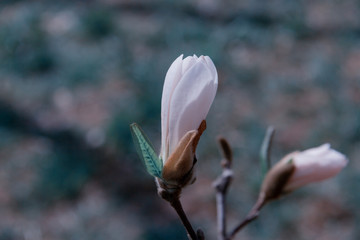 white magnolia flower