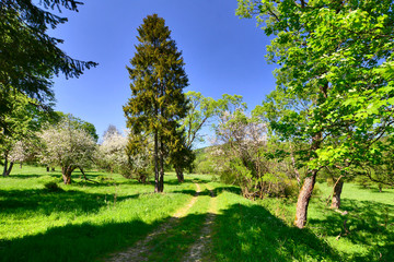 Spring sunny day in the Low Beskids, (Beskid Niski), Poland