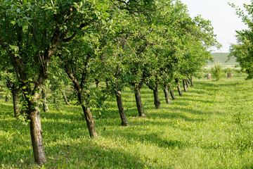 Alley of slightly leaned tree with lush green grass on a sunny spring day