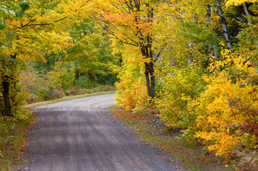 Curving Road Disappears into Gold and Yellow