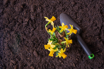 Spring time, planting seasonal plants.Narcissus. Gardening.