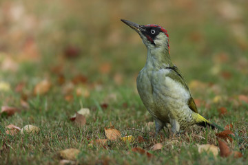 Le joli pic vert mâle.