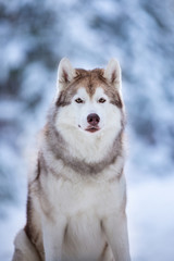Naklejka premium Close-up Portrait of beautiful and happy Siberian Husky dog sitting on the snow in the fairy winter forest at sunset