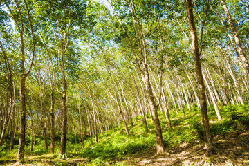Rubber tree forest green leaf