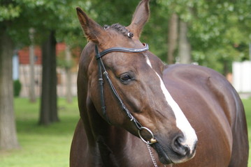 Fototapeta premium Pferd 1