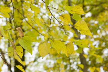 yellow autumn foliage