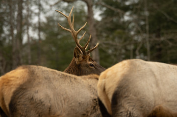 Bull Elk Watching Over Herd