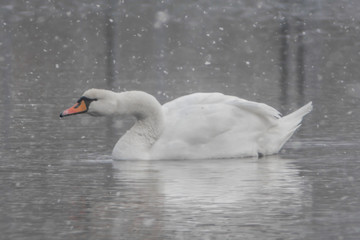 łabędzie zimą © Mariusz Sowula