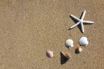 Starfish and seashell on sand. Travel and summer vacations concept, free space for text
