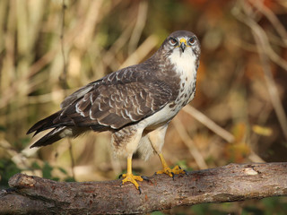 Buse variable