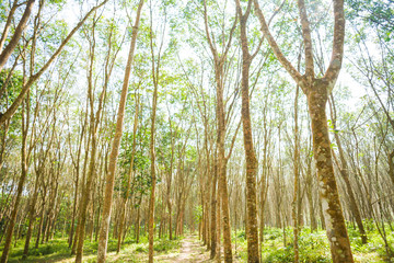 Rubber tree forest green leaf