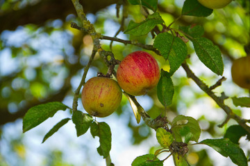 Äpfel an einem Apfelbaum 