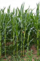 Landwirtschaftliches Maisfeld