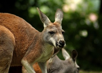 Naklejka na ściany i meble kangaroo in australia