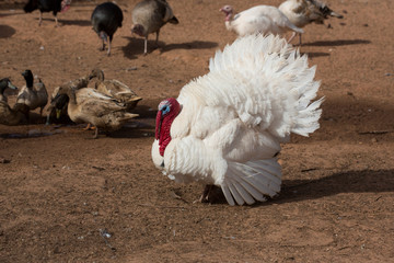 White turkey in a farm yard
