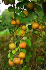 Äpfel an einem Apfelbaum 