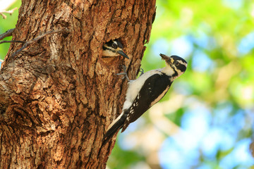 Hairy woodpecker parents bring grubs to feed their young in a hollow oak tree