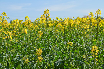 Obraz premium Rapsfeld in der Natur