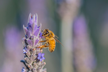 Fotografía macro de una abeja posada sobre la flor de lavanda