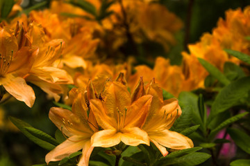 Rhododendron. Bright and juicy flowers on the rhododendron bush. Floral background with beautiful...
