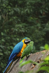 Macaws in Brazil