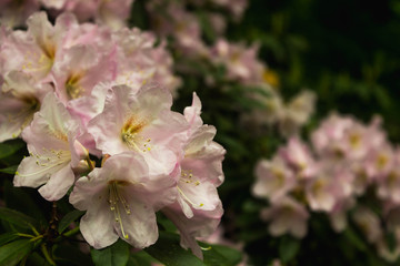 Rhododendron. Bright and juicy flowers on the rhododendron bush. Floral background with beautiful...