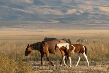 Fototapeta na wymiar Wild horse Mare and Foal in Utah