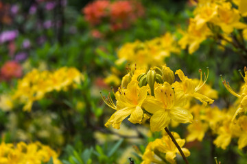 Rhododendron. Bright and juicy flowers on the rhododendron bush. Floral background with beautiful flowers.