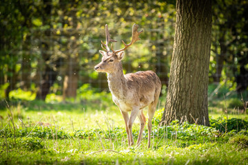 Wild Male Fallow Deer