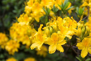 Rhododendron. Bright and juicy flowers on the rhododendron bush. Floral background with beautiful flowers.
