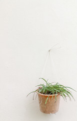 Plant in flower pot at agrden