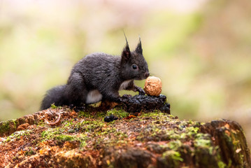 Eichhörnchen