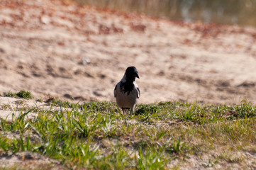 gray crow with black wings on the grass