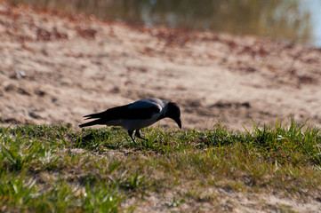 gray crow with black wings on the grass