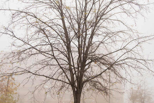 &Aacute;rbol en la niebla/ ramas desnudas de un &aacute;rbol en un d&iacute;a de niebla de invierno