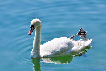 Swan on blue water with an open foot