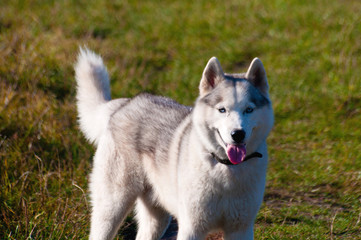 Very beautiful dog breed Husky walks in the summer outside