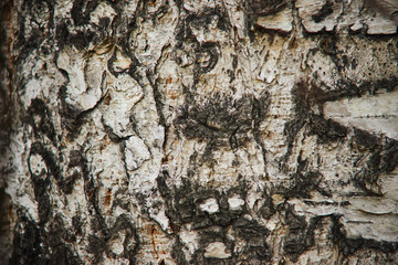bark of a birch tree close-up