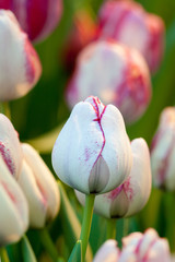 Tulip flower.