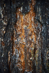 Bark of Pine Tree