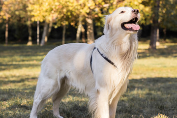 Portrait of golden retriever dog