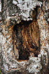 bark of a birch tree close-up